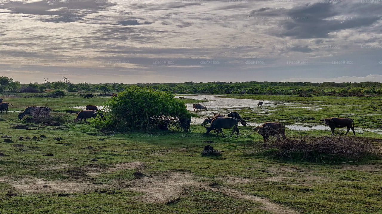 Bundala National Park Safari fra Galle