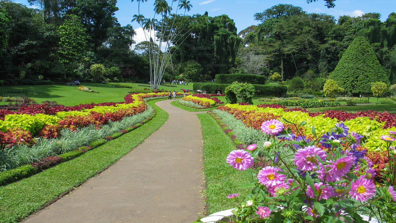 Kandy City Tour fra Hikkaduwa