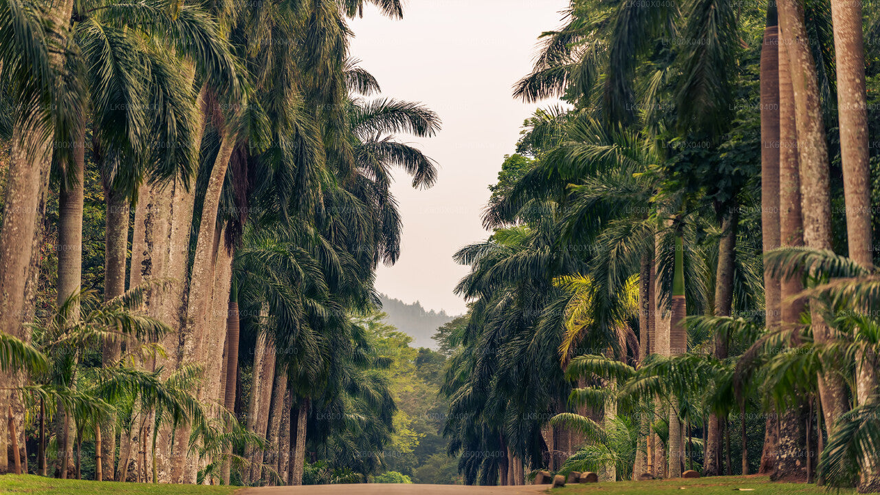 Kandy City Tour fra Hikkaduwa