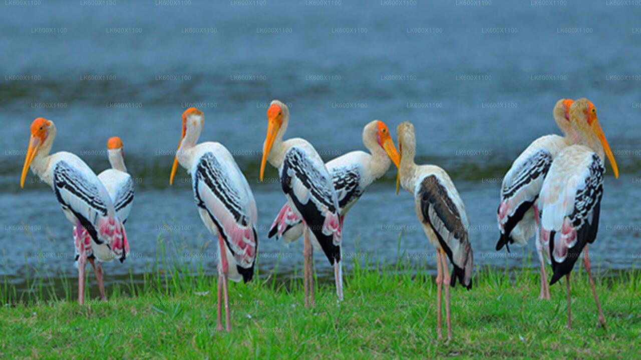 Bundala National Park Safari fra Hikkaduwa