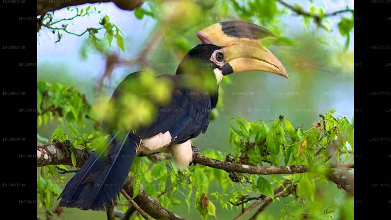 Bundala National Park Safari fra Hikkaduwa