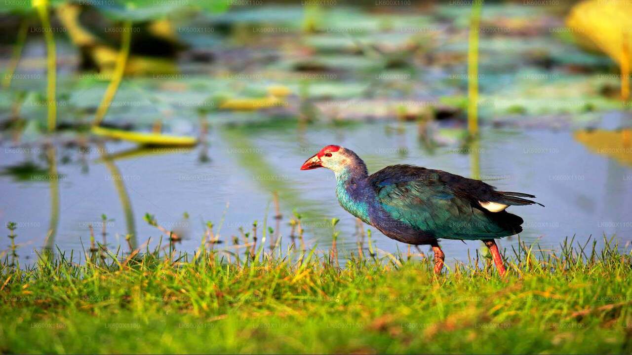 Bundala National Park Safari fra Hikkaduwa