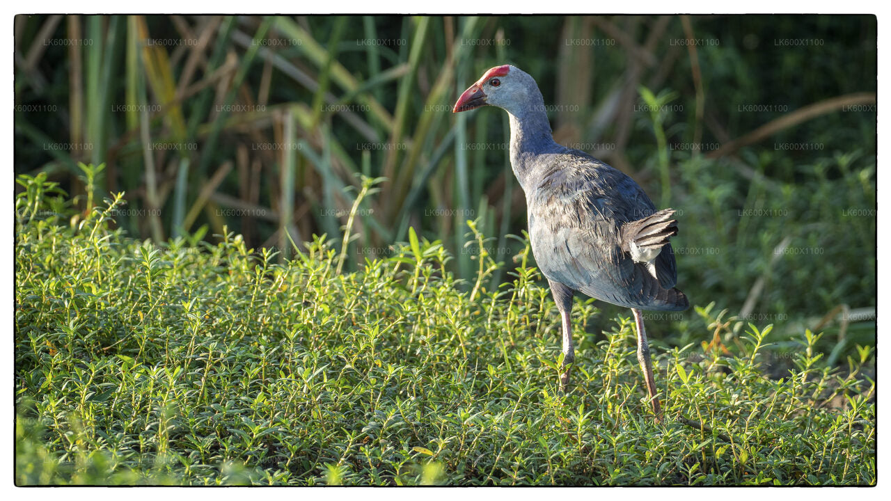 Bundala National Park Safari fra Hikkaduwa