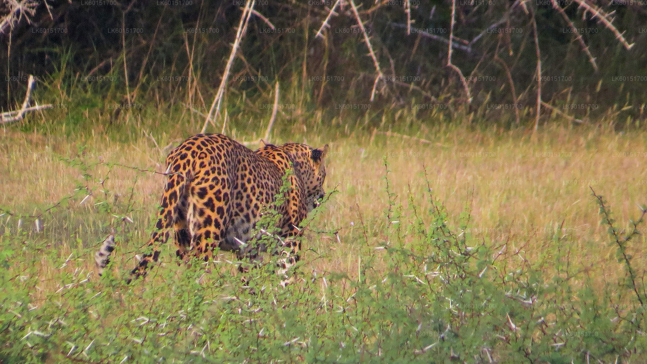 Wilpattu National Park Safari from Kalpitiya