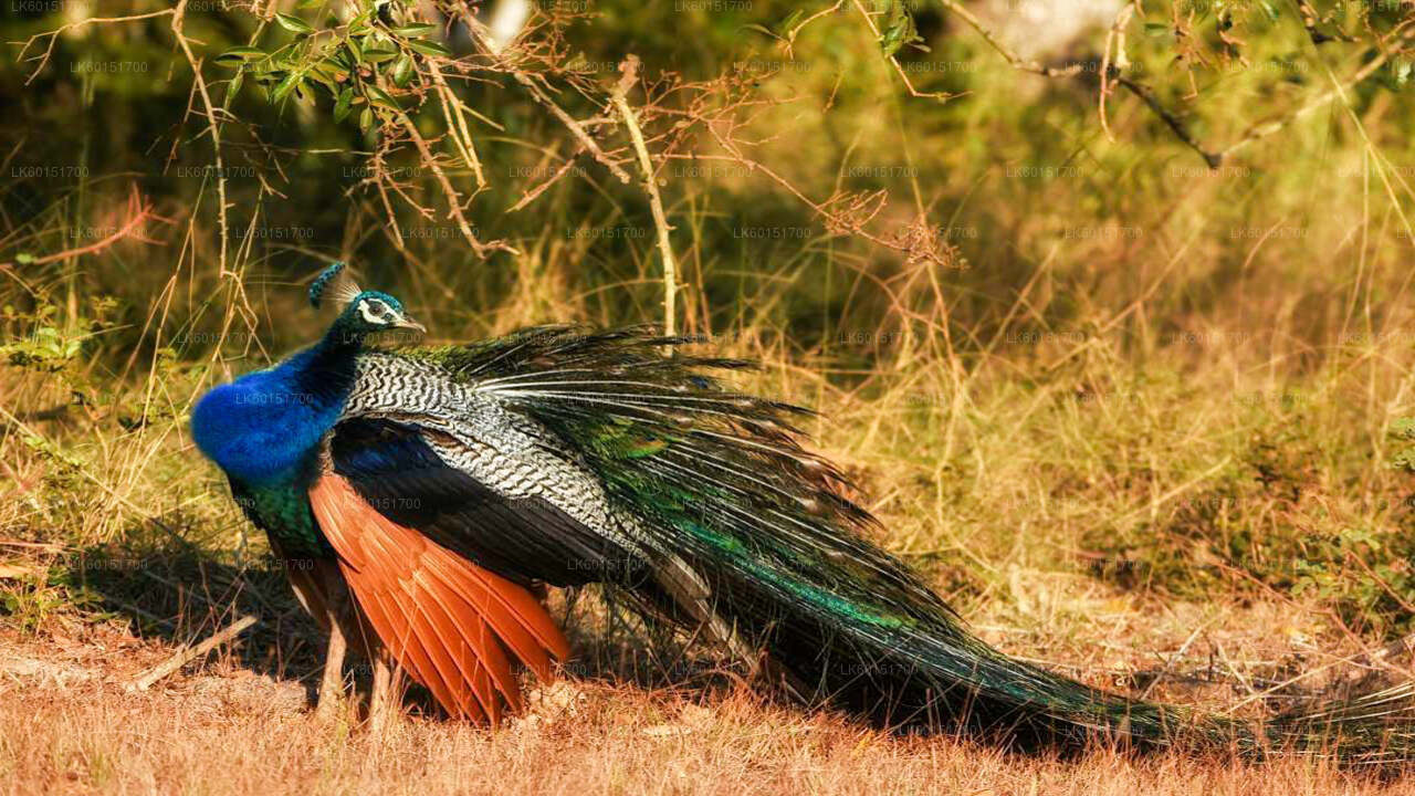 Wilpattu National Park Safari from Kalpitiya