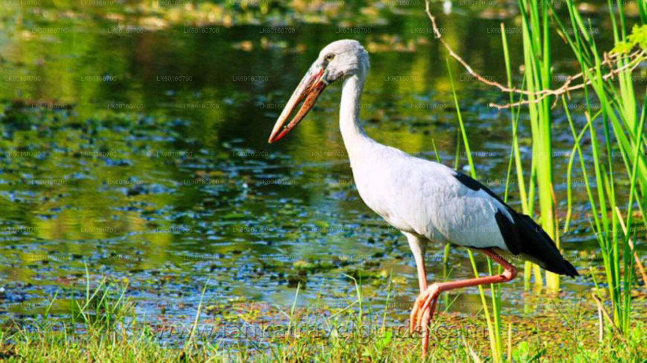 Udawalawe National Park Safari fra Kalutara
