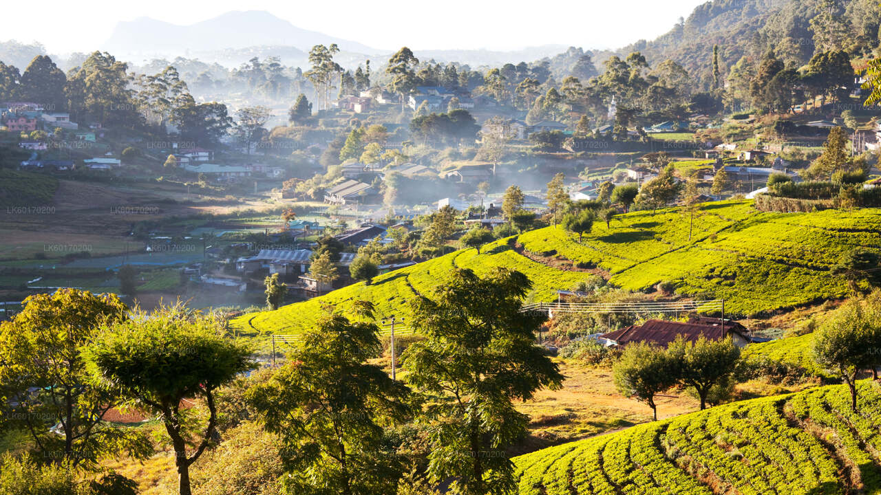 Nuwara Eliya Highlands fra Kandy
