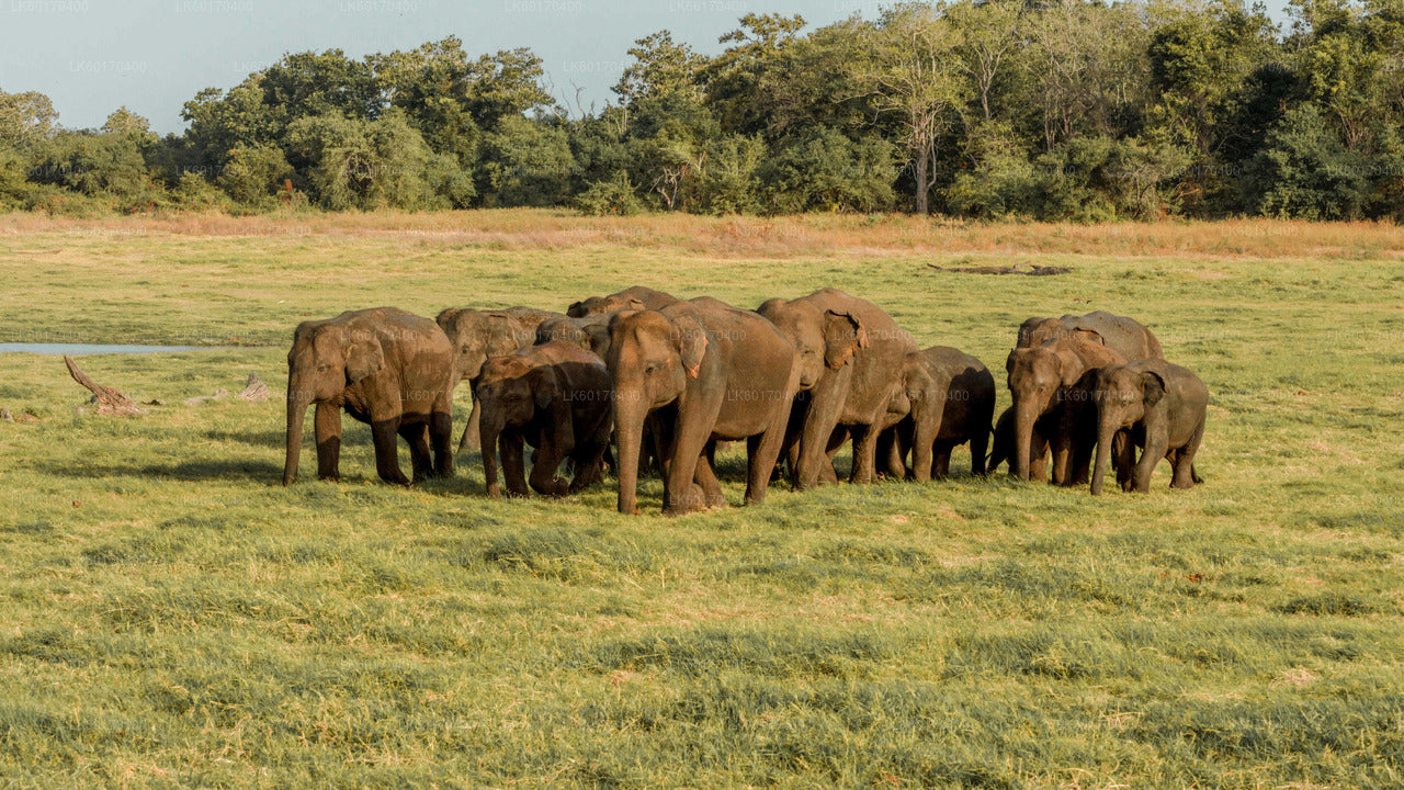 Sigiriya Rock og Wild Elephant Safari fra Kandy