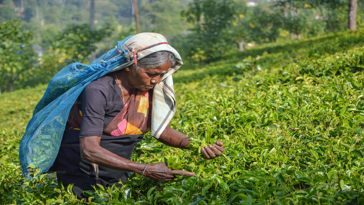 Central Highlands Peak Point fra Kandy