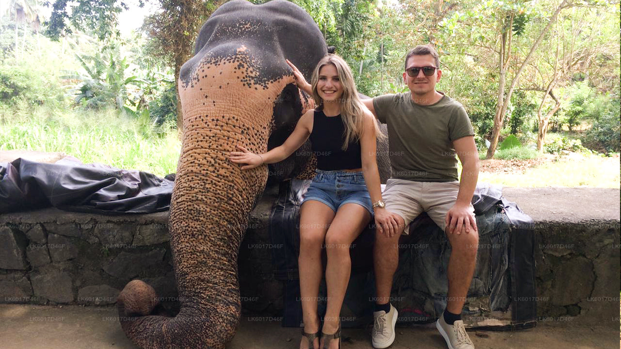 Millennium Elephant Foundation fra Colombo