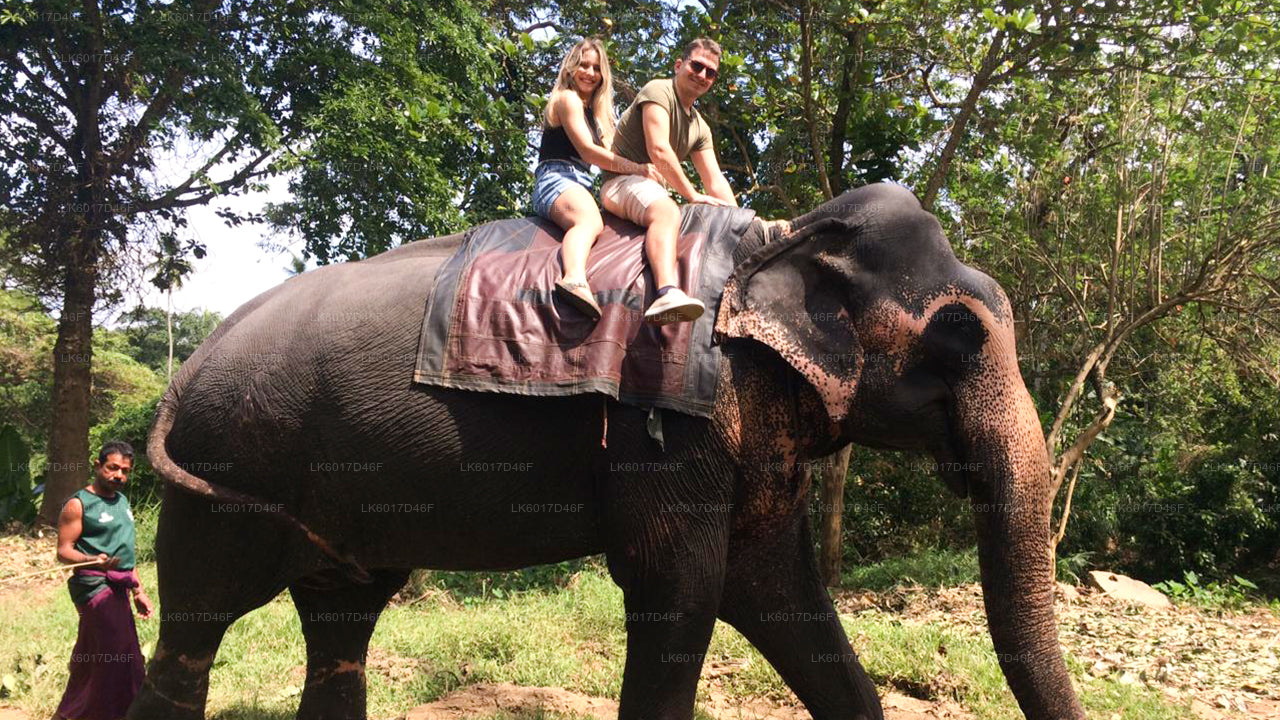 Millennium Elephant Foundation fra Colombo