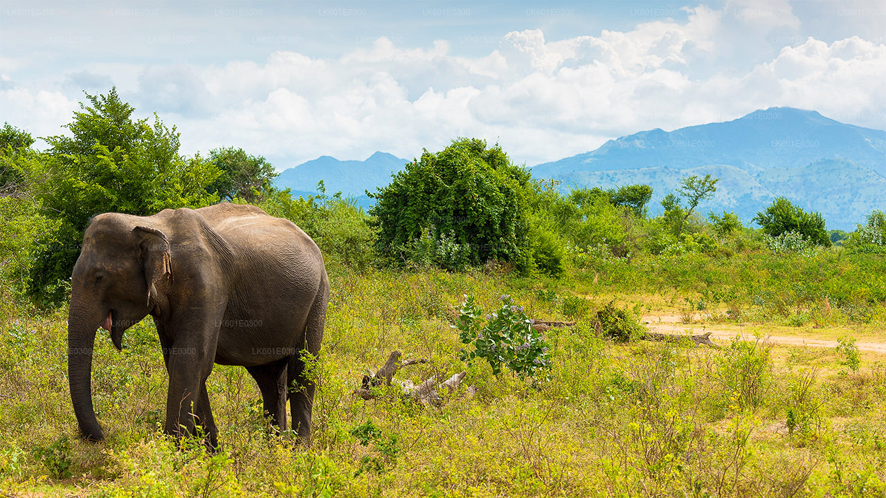 Bundala Nationalpark Safari fra Koggala