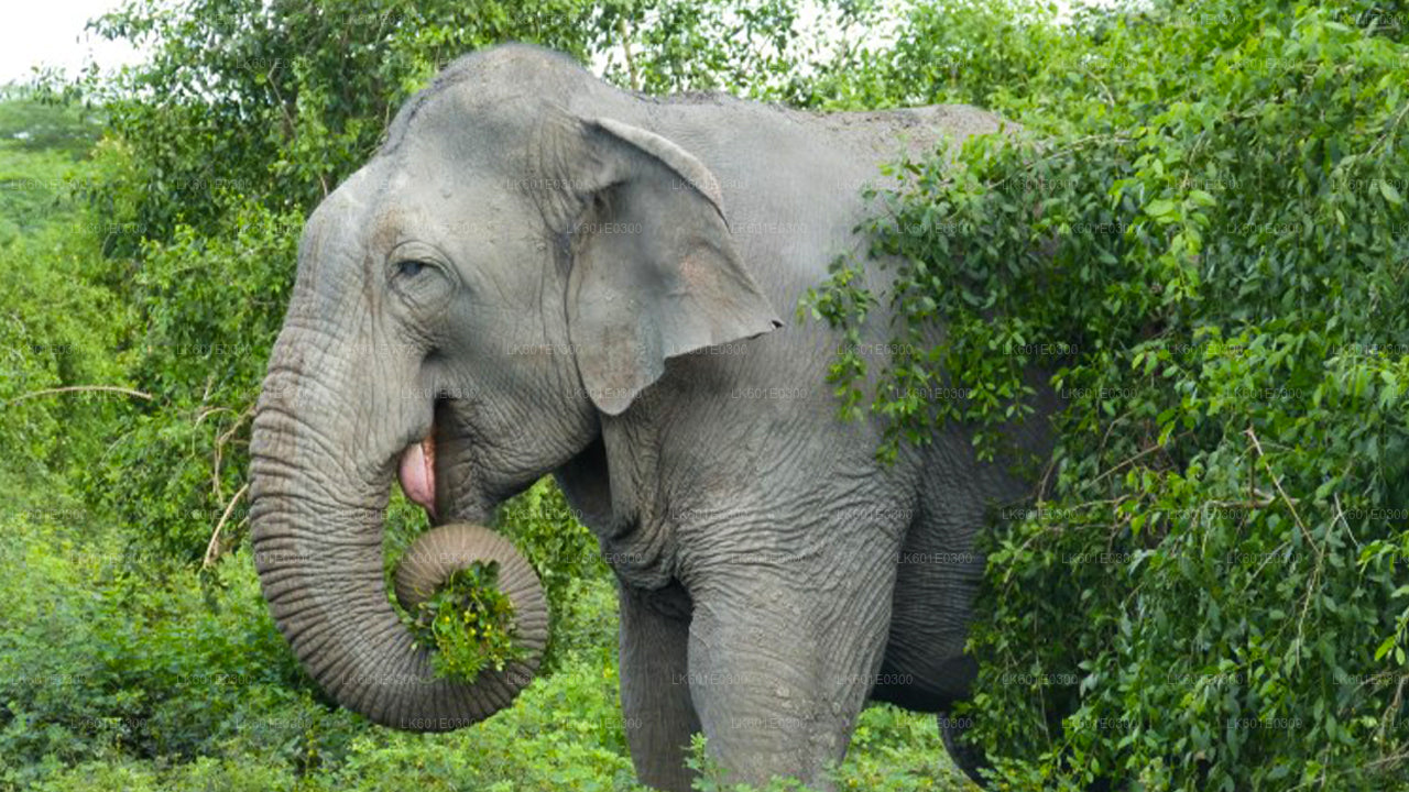 Bundala Nationalpark Safari fra Koggala