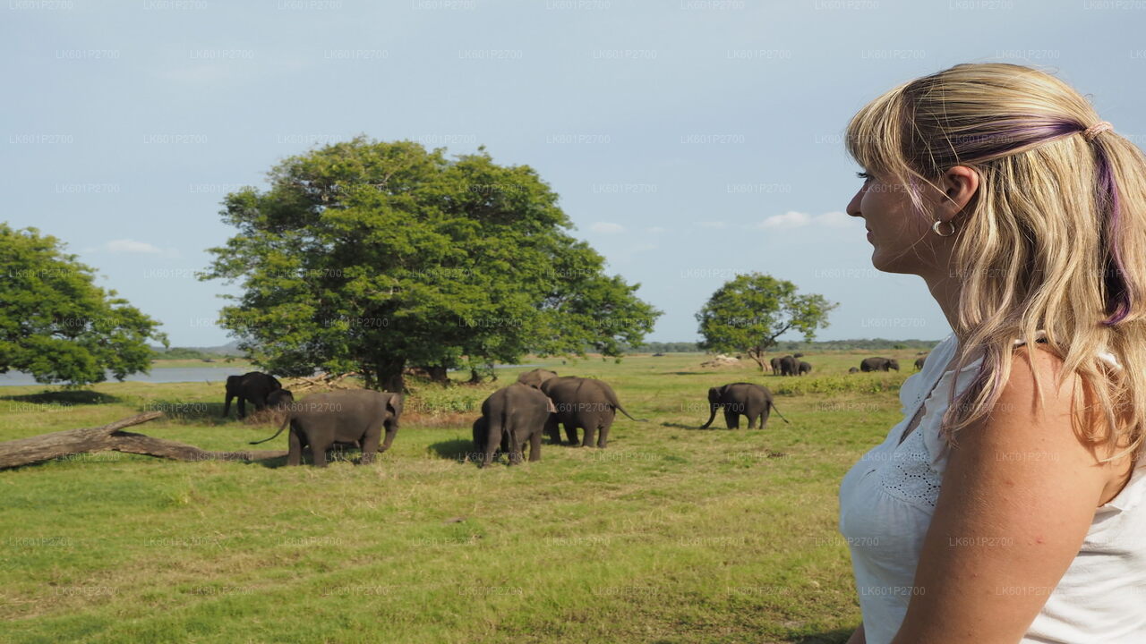 Sigiriya Rock and Wild Elephant Safari fra Negombo