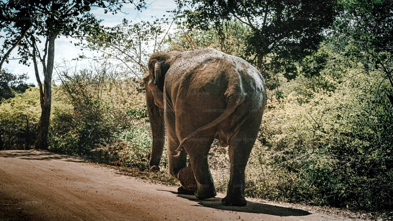 Sigiriya Rock and Wild Elephant Safari fra Negombo