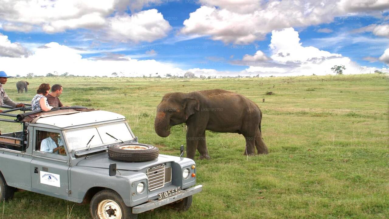 Sigiriya Rock and Wild Elephant Safari fra Negombo