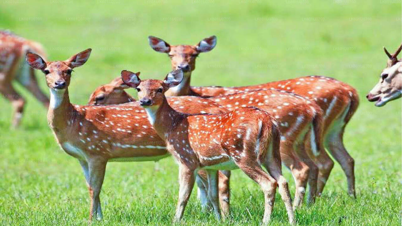 Wasgamuwa National Park Safari fra Polonnaruwa