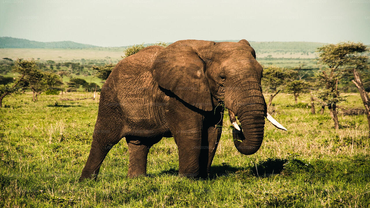 Wasgamuwa National Park Safari fra Sigiriya