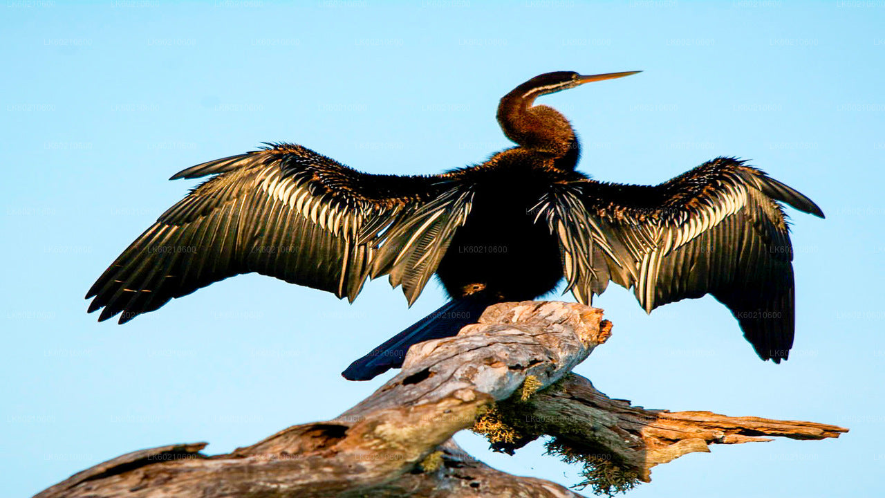 Bundala National Park Safari fra Tangalle