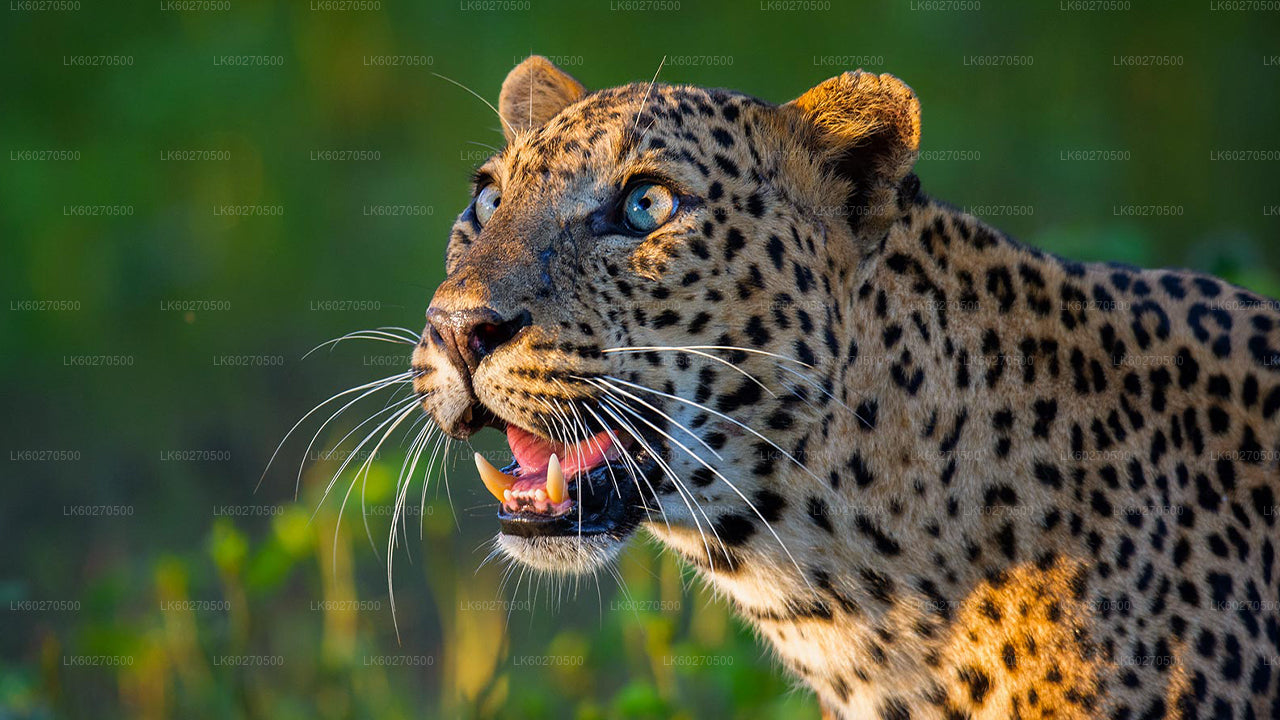 Yala Nationalpark Safari fra Dikwella