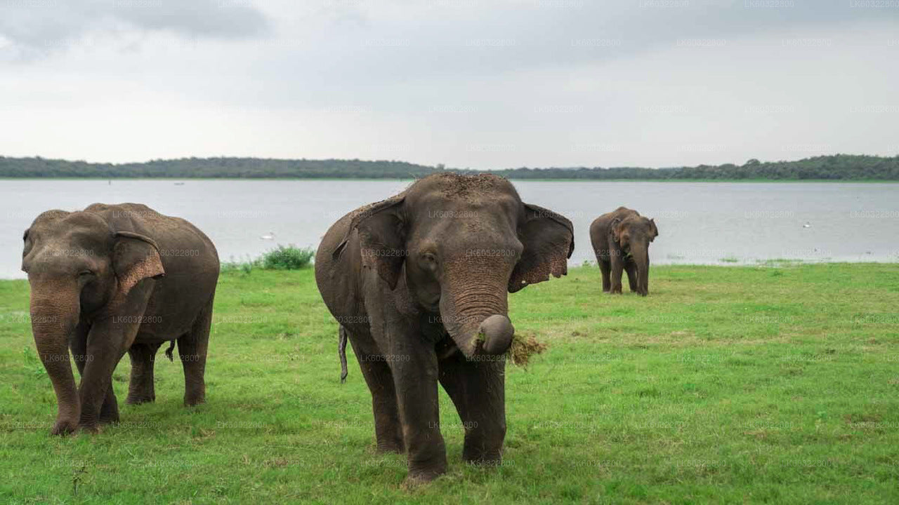 Kaudulla Nationalpark Safari fra Habarana