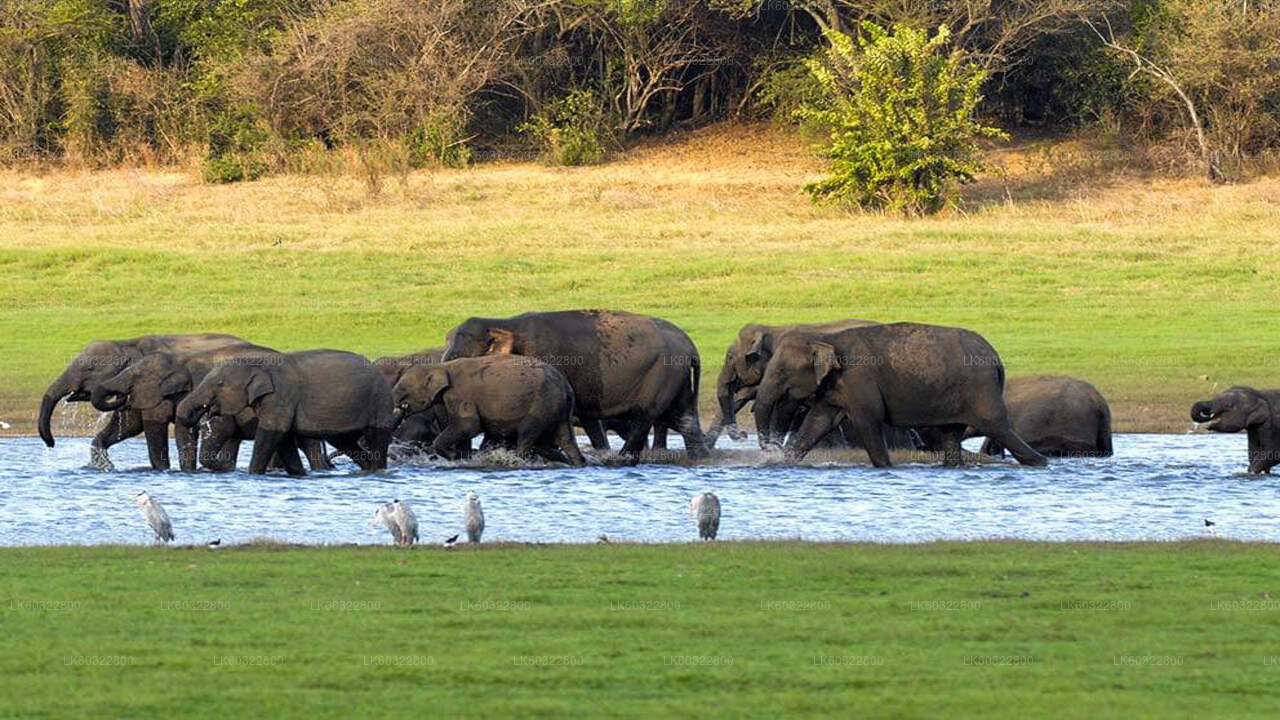 Kaudulla Nationalpark Safari fra Habarana