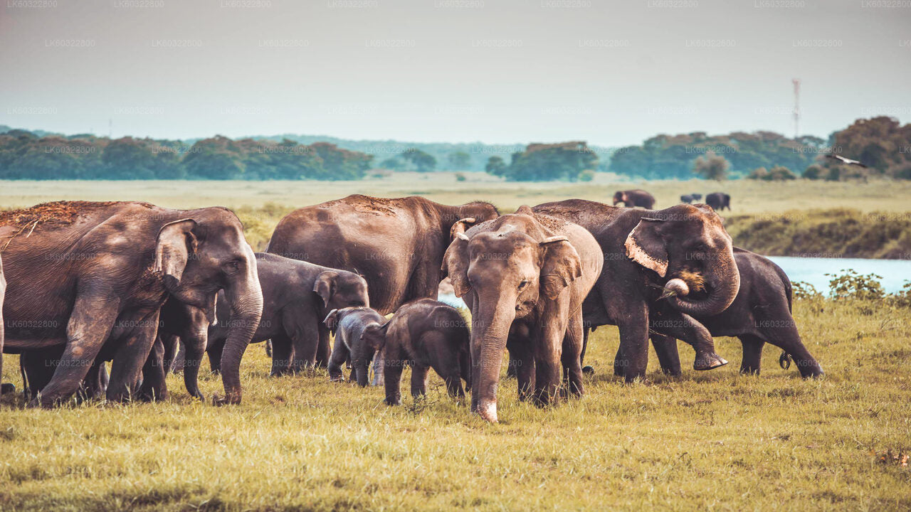 Kaudulla Nationalpark Safari fra Habarana