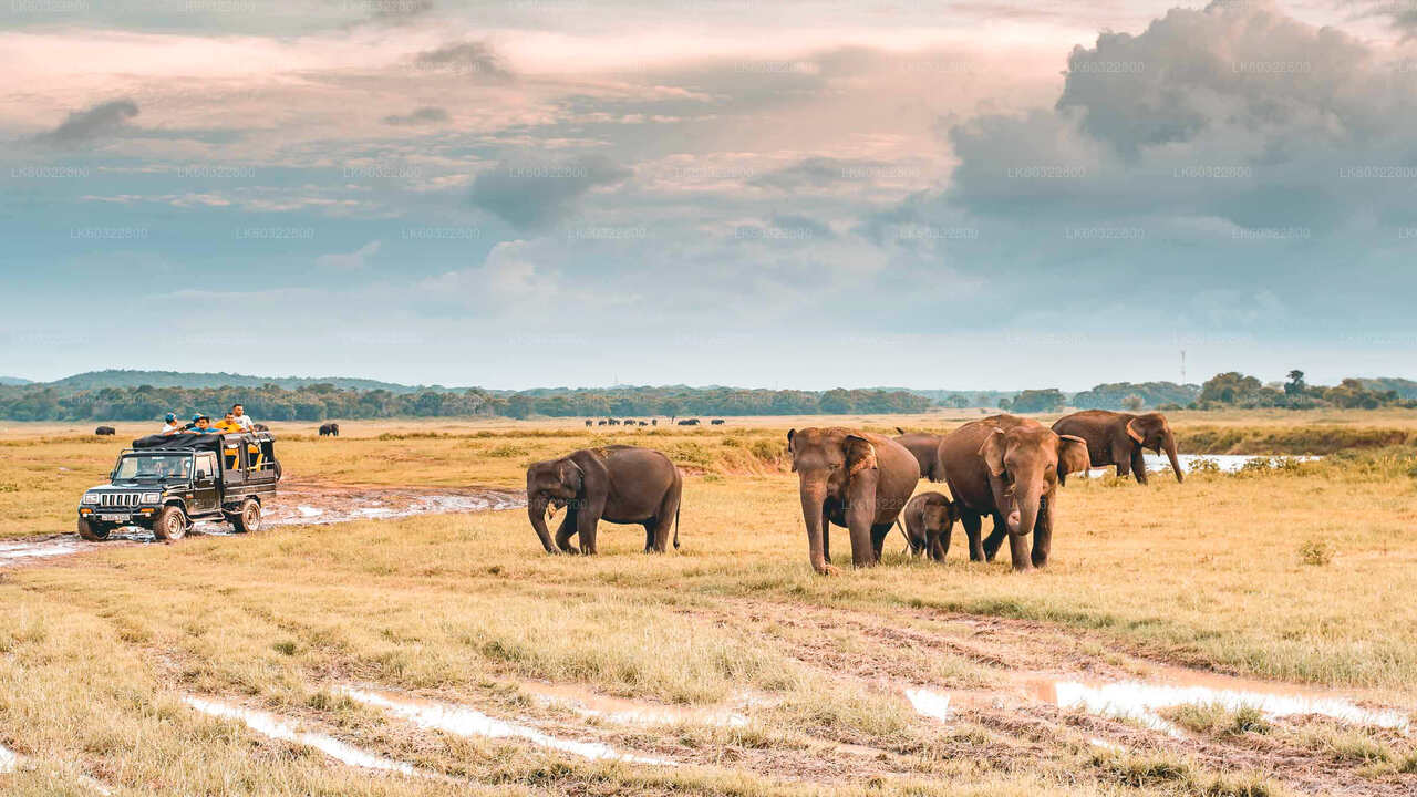 Kaudulla Nationalpark Safari fra Habarana