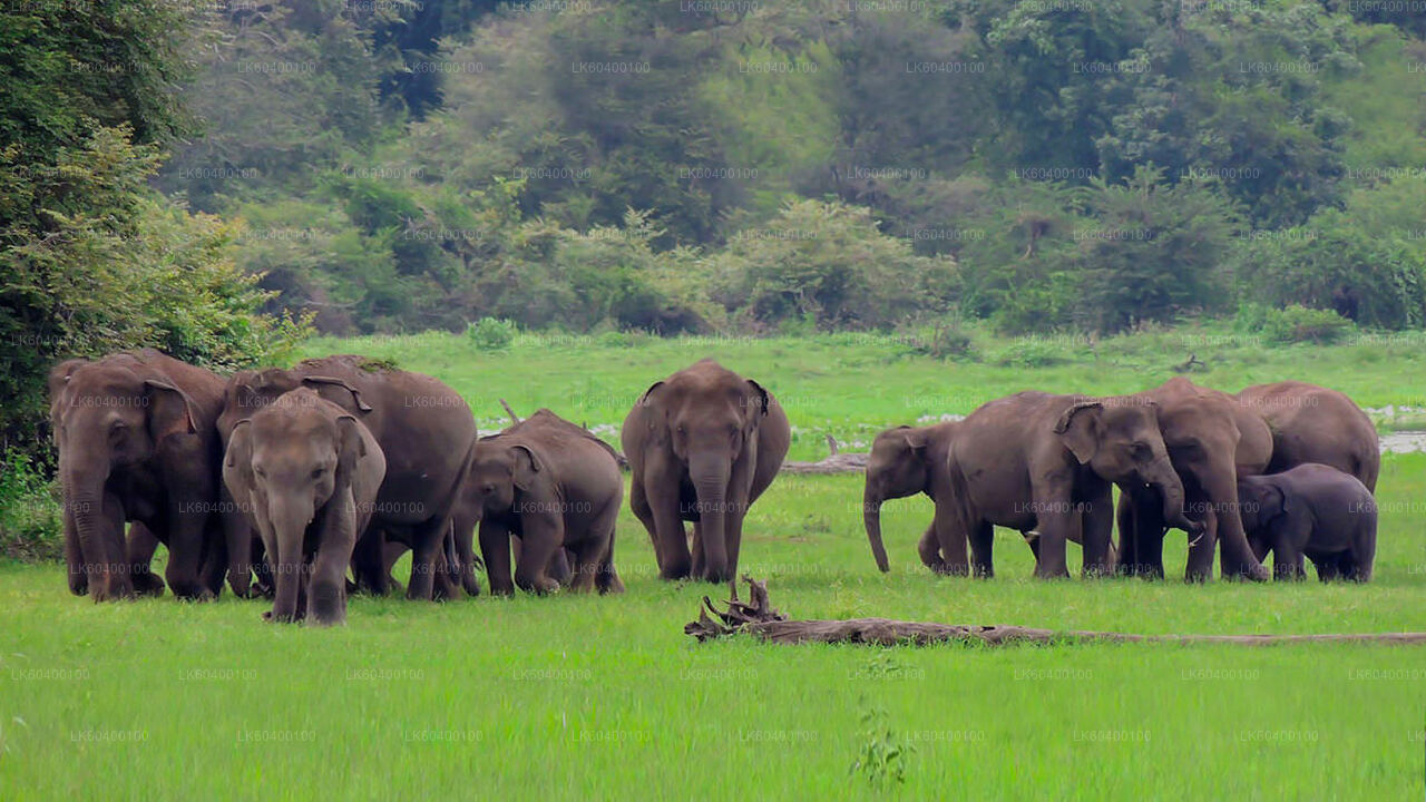 Udawalawe Nationalpark Safari fra Ahungalla
