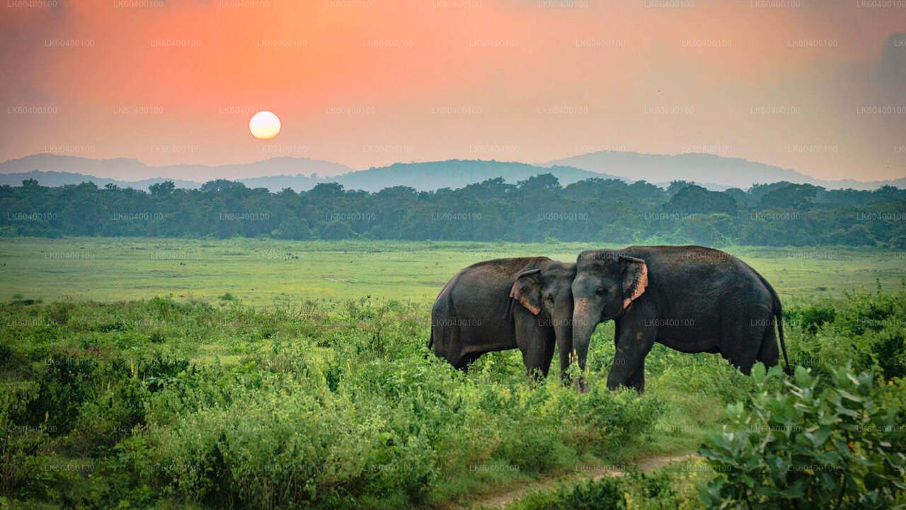 Udawalawe Nationalpark Safari fra Ahungalla