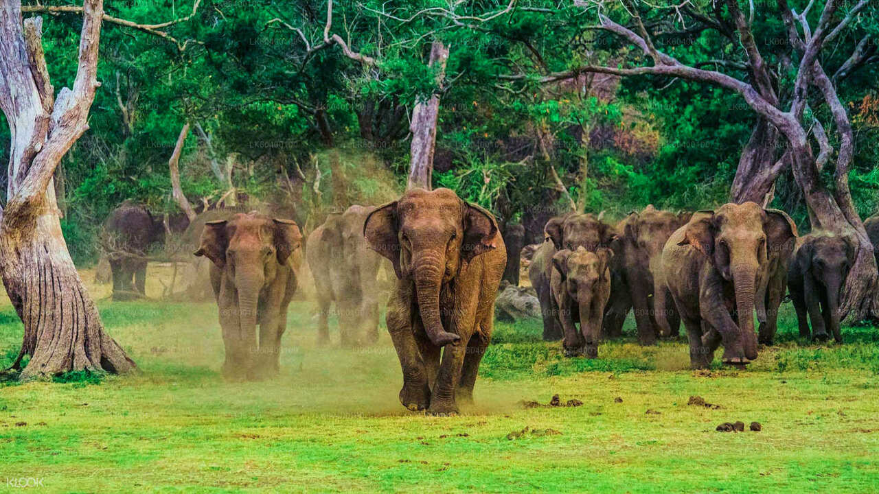 Udawalawe Nationalpark Safari fra Ahungalla