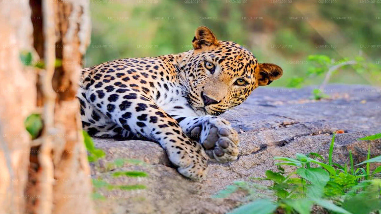 Udawalawe Nationalpark Safari fra Ahungalla