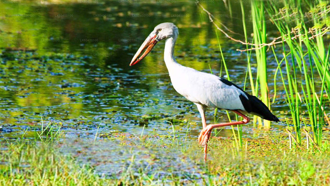 Udawalawe Nationalpark Safari fra Ahungalla