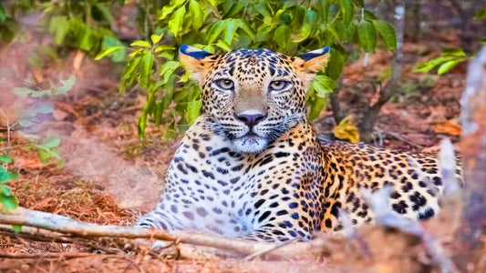 Yala Nationalpark Safari fra Ahungalla