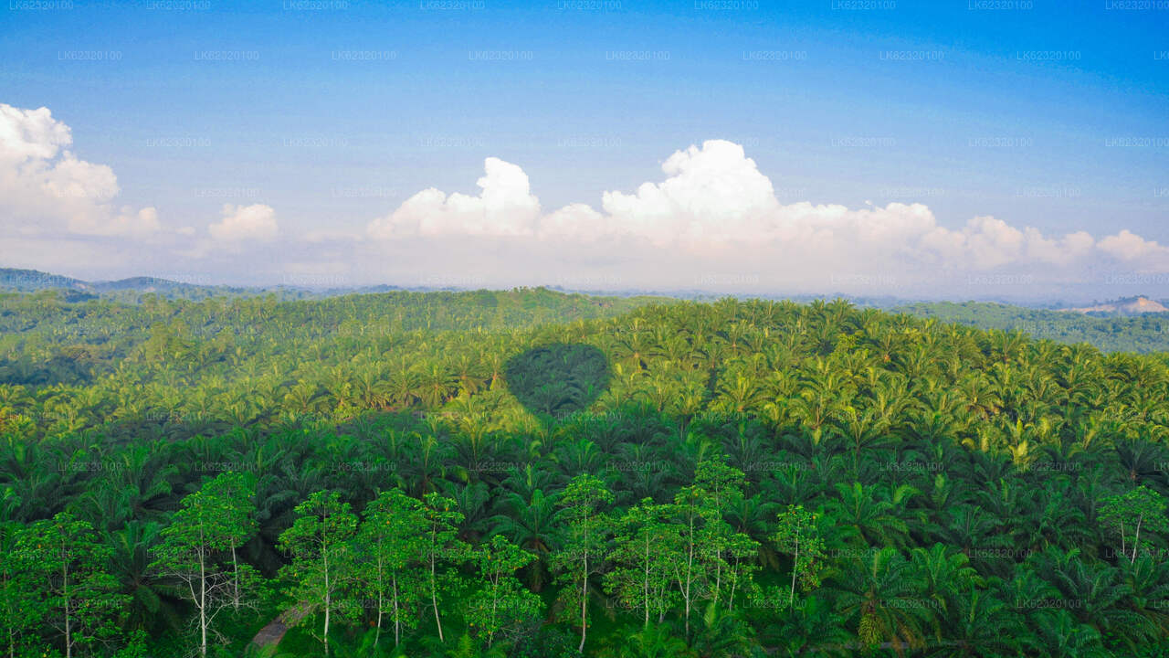 Varm luft ballontur fra Habarana