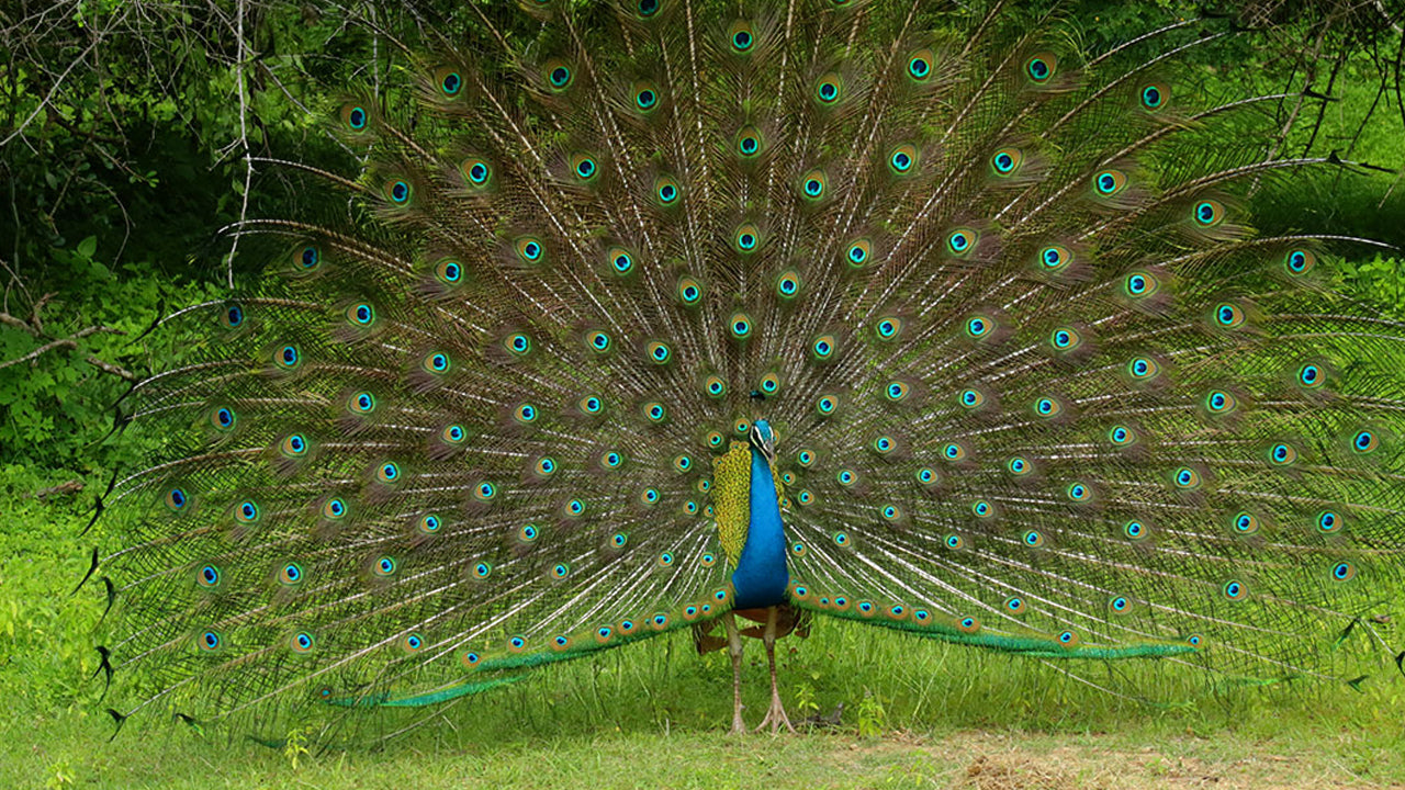 Entrébilletter til Kumana Nationalpark