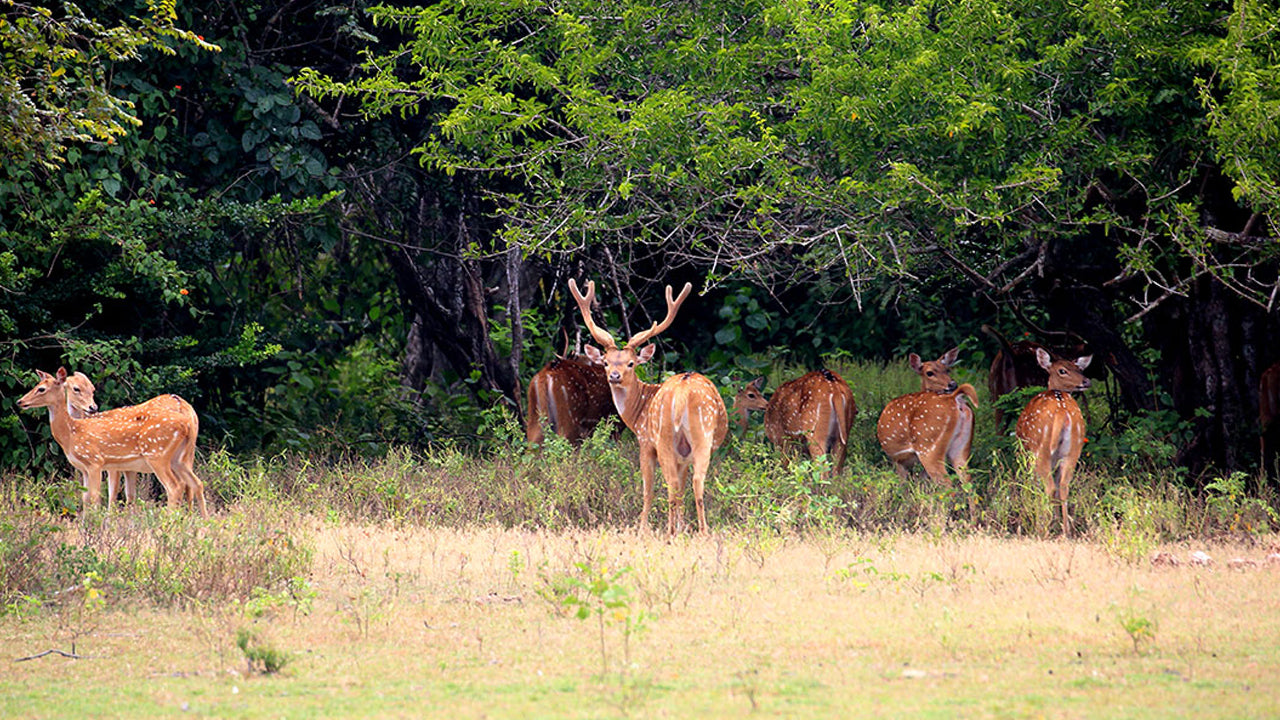 Entrébilletter til Kumana Nationalpark