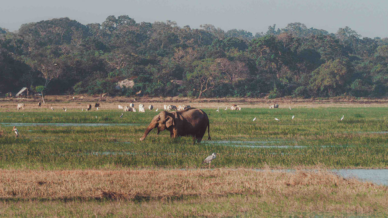 Entrébilletter til Kumana Nationalpark
