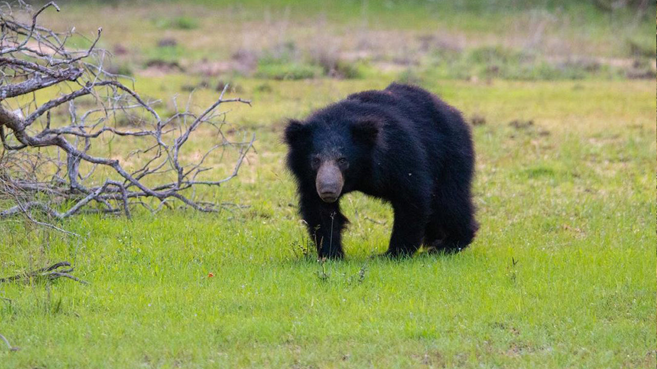 Billetter til Wilpattu National Park