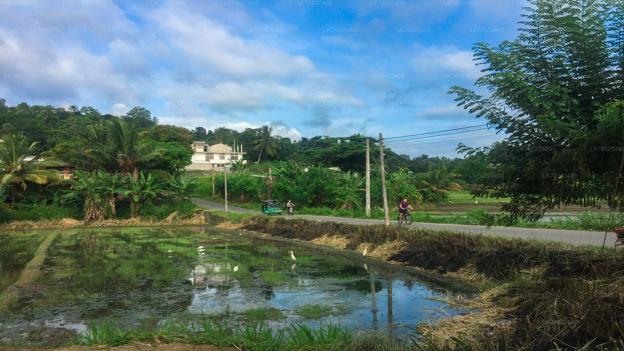 Vandretur på landet fra Kandy