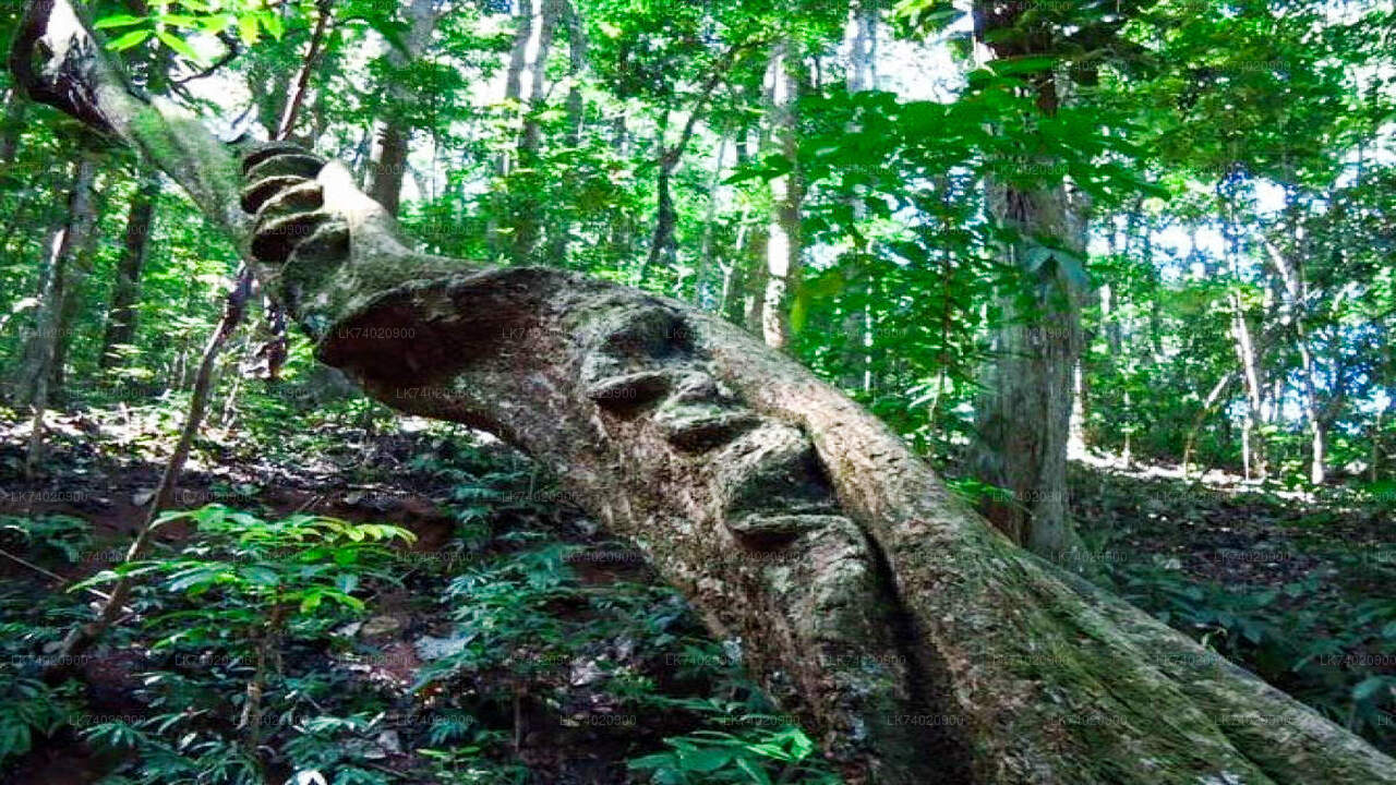Vandretur til Udawattakele-skovreservatet fra Kandy