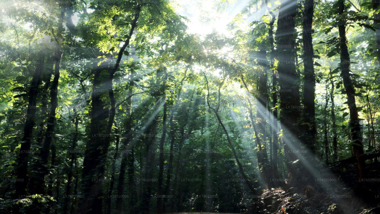Vandretur til Udawattakele-skovreservatet fra Kandy