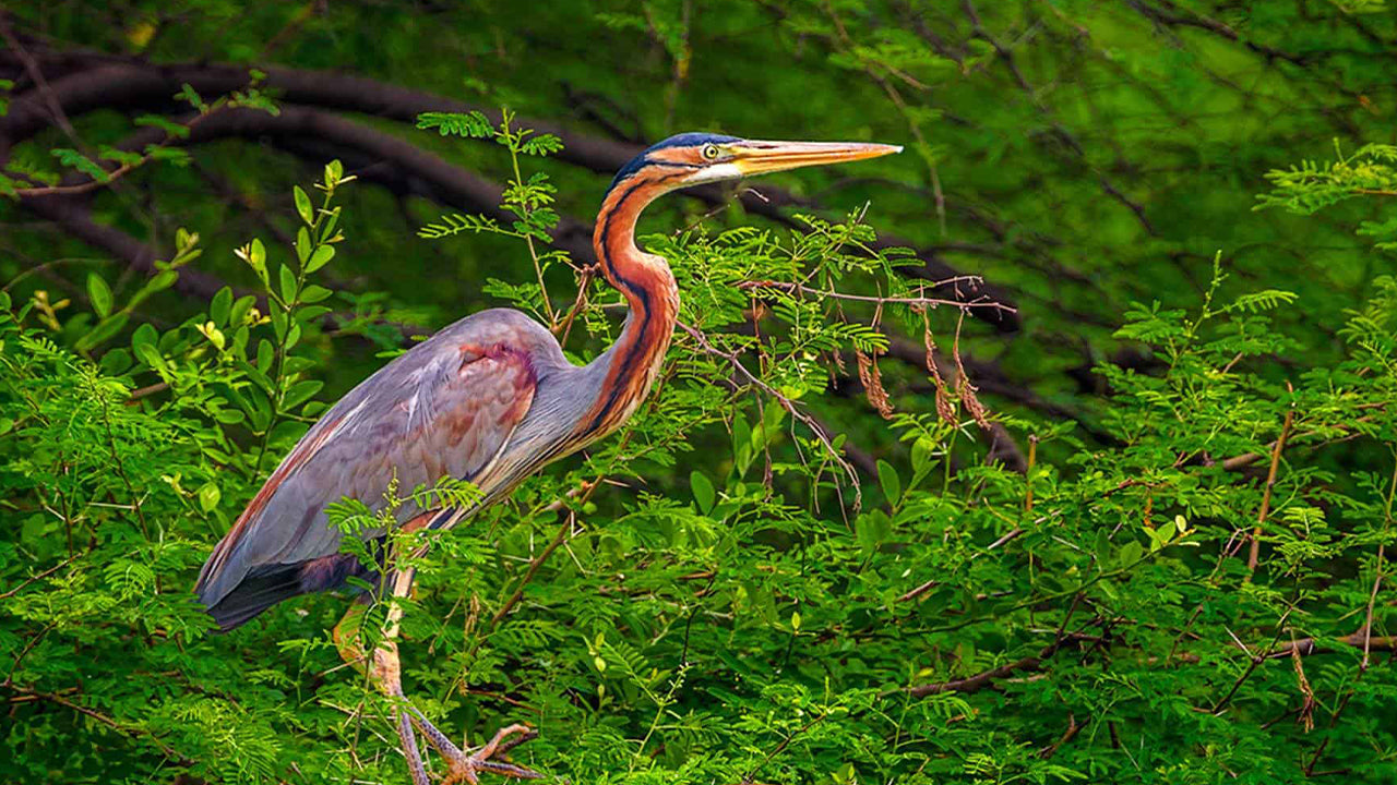 Fuglekiggeri med båd ved Kalametiya Sanctuary fra Tangalle
