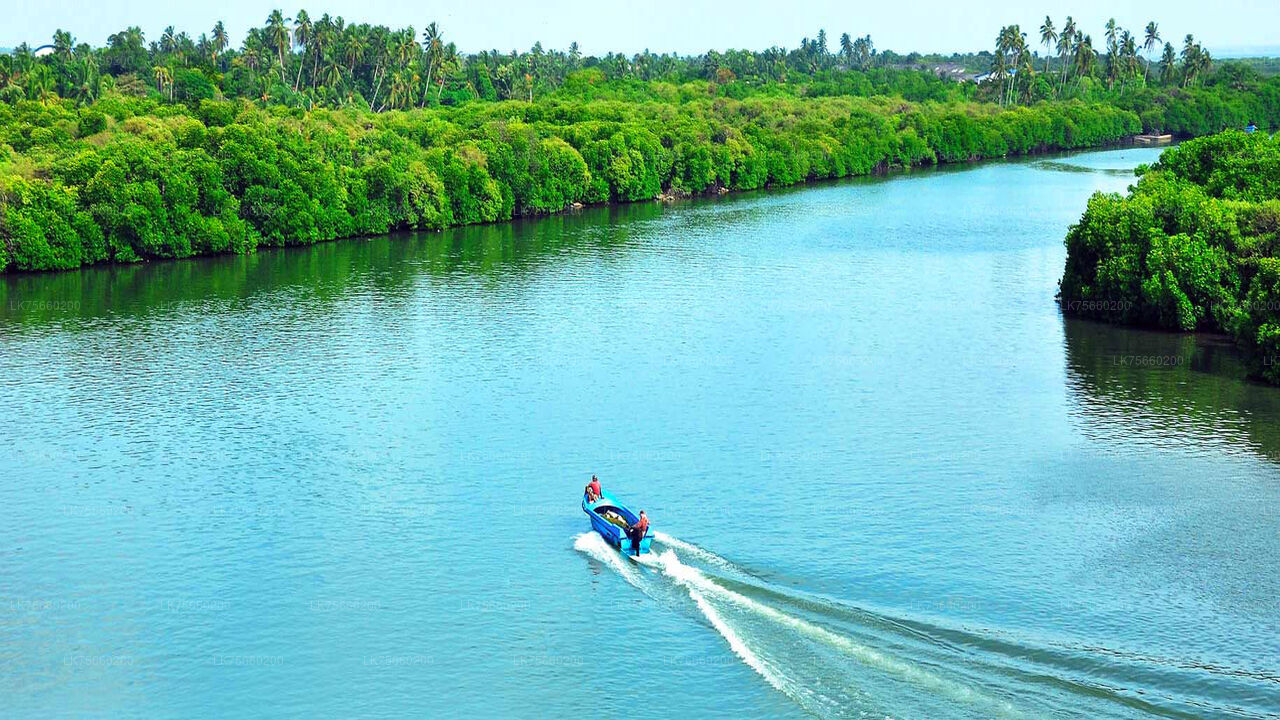 Fuglekiggeri ved Muthurajawela Marsh fra Mount Lavinia