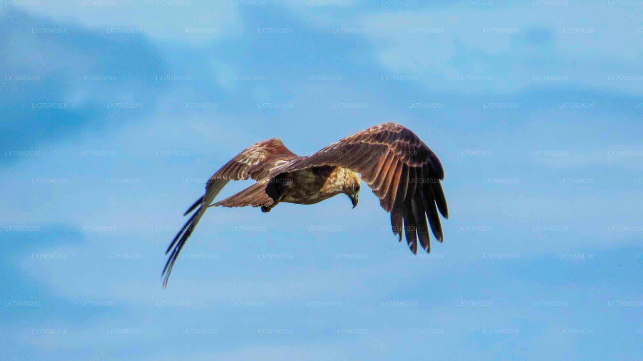 Fuglekiggeri ved Muthurajawela Marsh fra Mount Lavinia