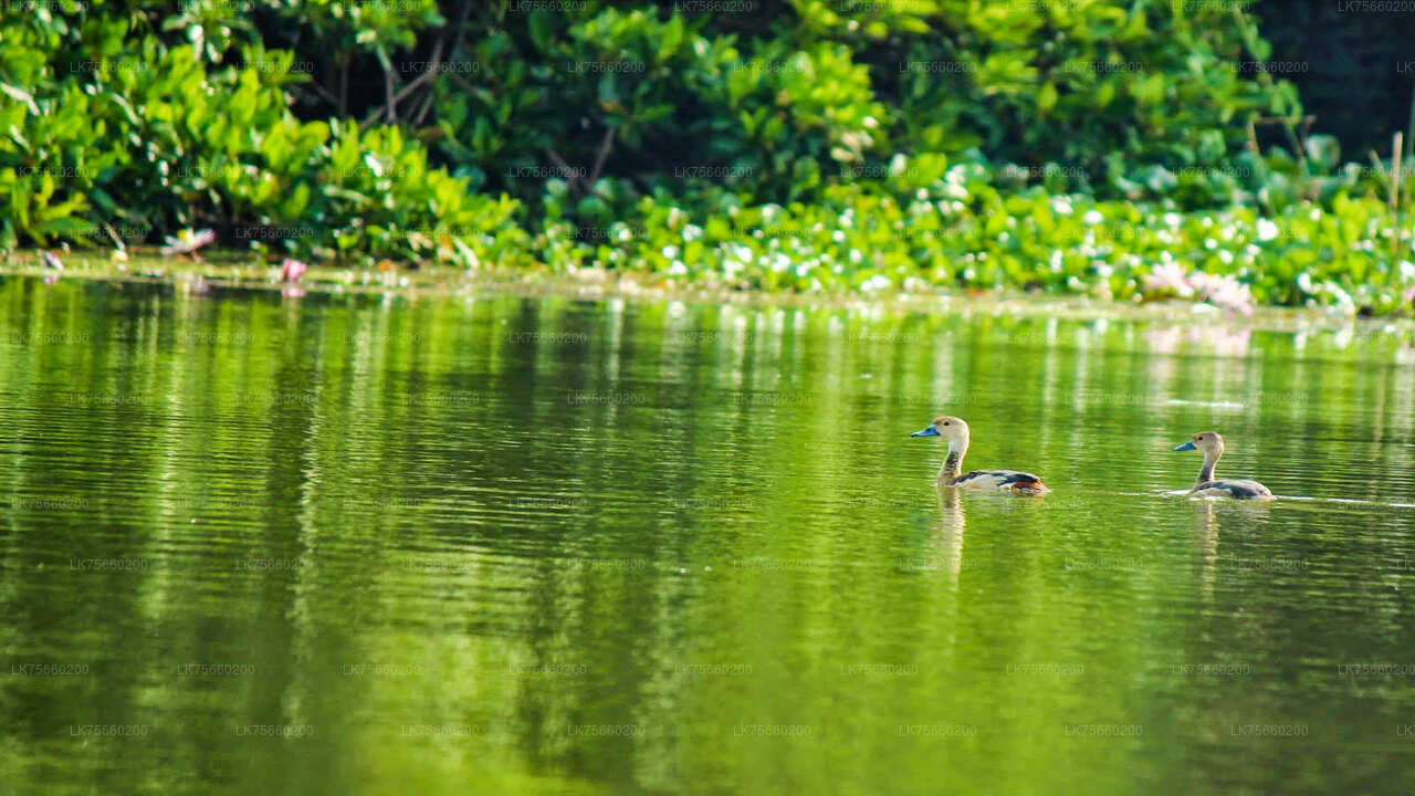 Fuglekiggeri ved Muthurajawela Marsh fra Mount Lavinia
