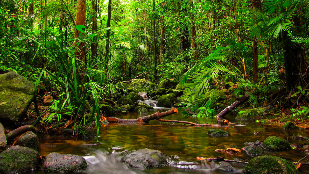 Fuglekiggeri ved Muthurajawela Marsh fra Mount Lavinia