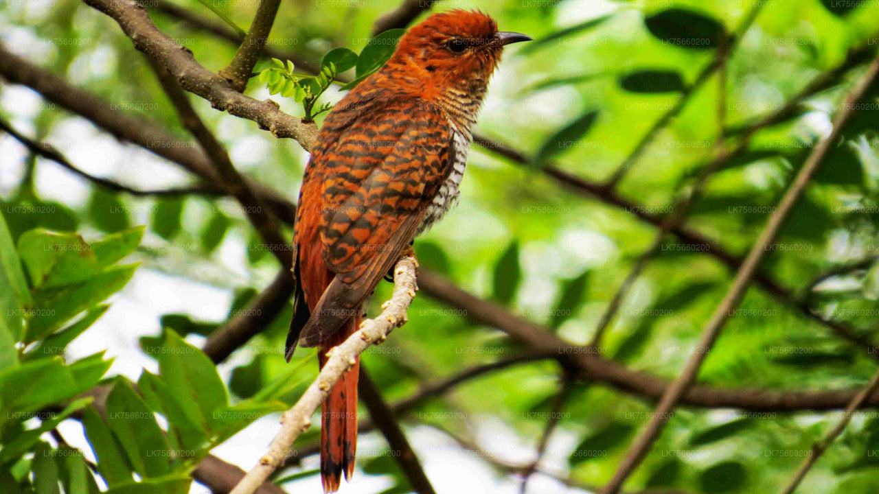 Fuglekiggeri ved Muthurajawela Marsh fra Mount Lavinia
