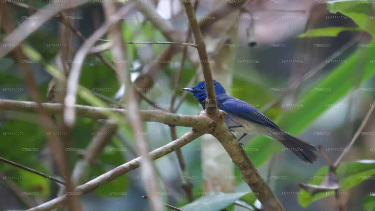 Fuglekiggeri ved Kitulgala fra Mount Lavinia
