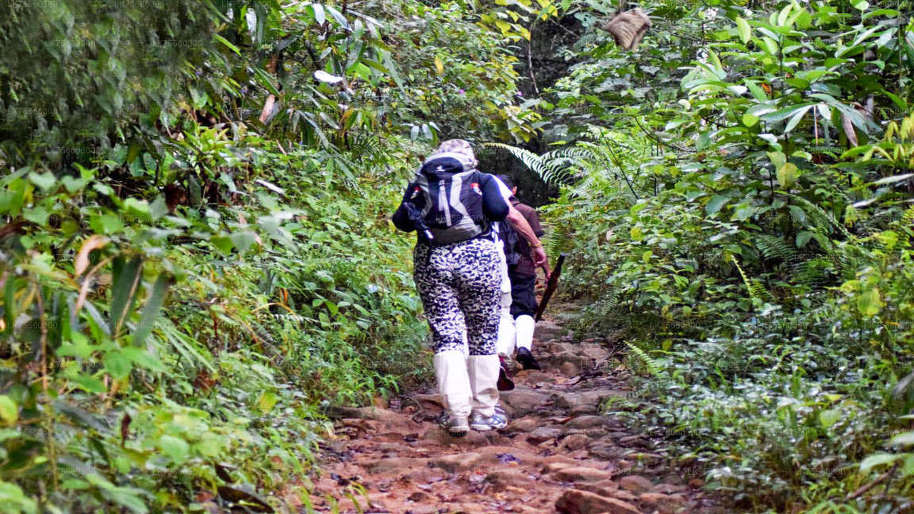Fuglekiggeri ved Kitulgala fra Mount Lavinia